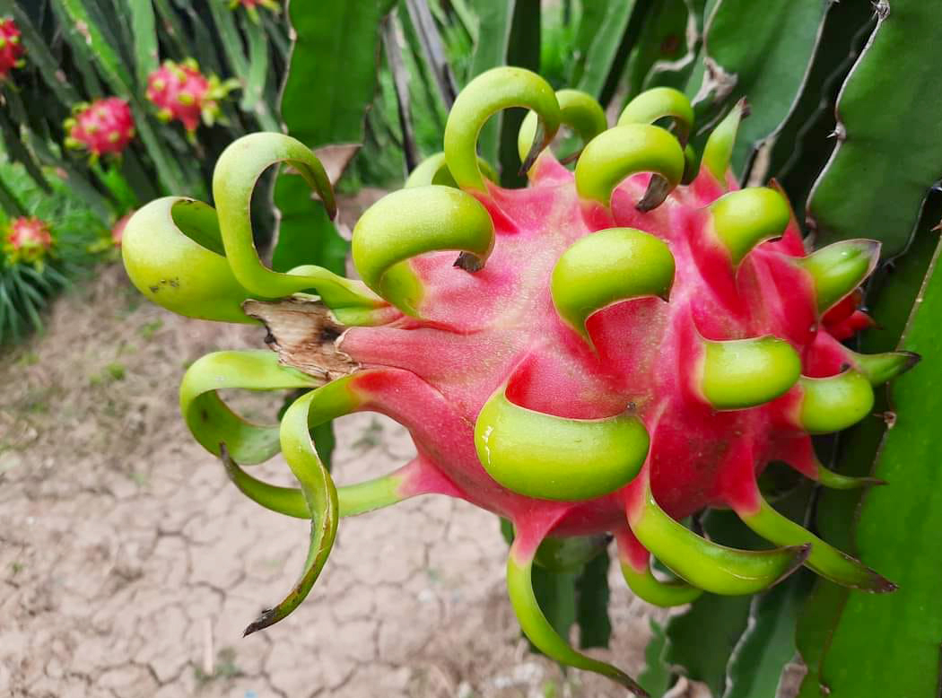 Dragon fruits grown in Chau Thanh, Long An. Photo: Son Trang.