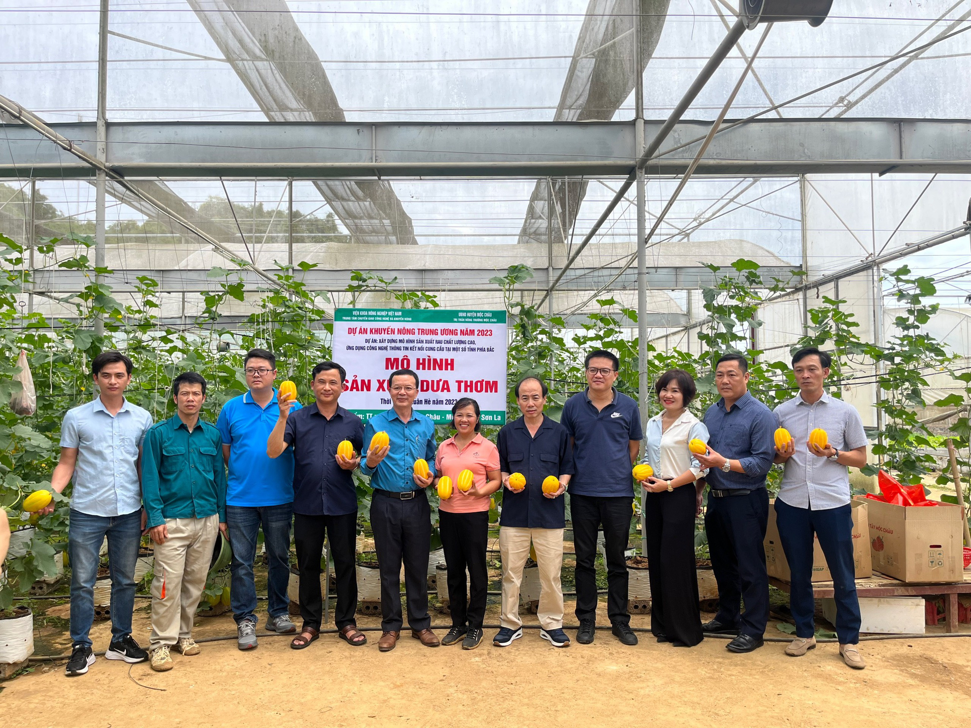 The Korean honeydew melon production model in the farm town of Moc Chau (Moc Chau district, Son La province). Photo: Quang Linh.