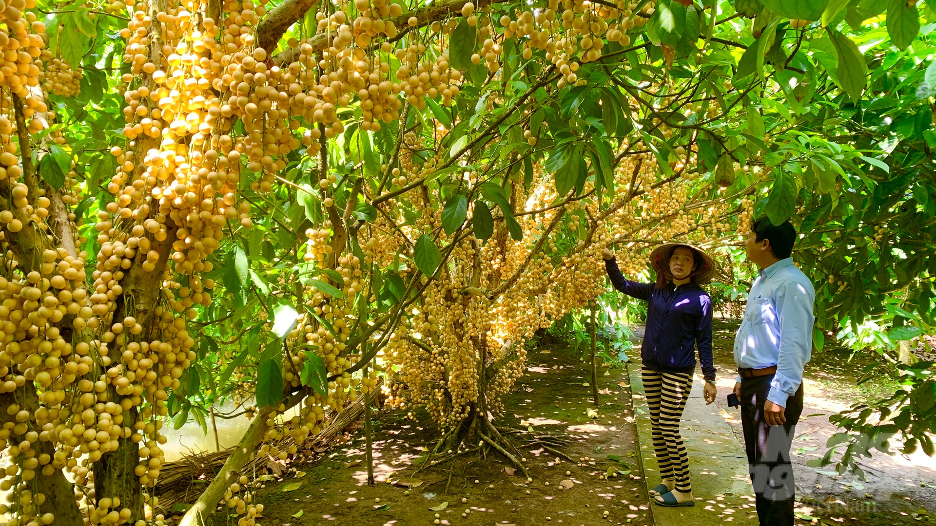 Mô hình du lịch trải nghiệm nằm trong định hướng phát triển TP Ngã Bảy thành phố văn minh, hiện đại mang đặc trưng miền sông nước. Ảnh: Hồ Thảo.