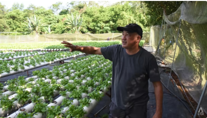 Jerome Ragavan quit his job as a manufacturing engineer to run a vegetable farm in Mantin, Negeri Sembilan. Photo: CNA/Amir Yusof