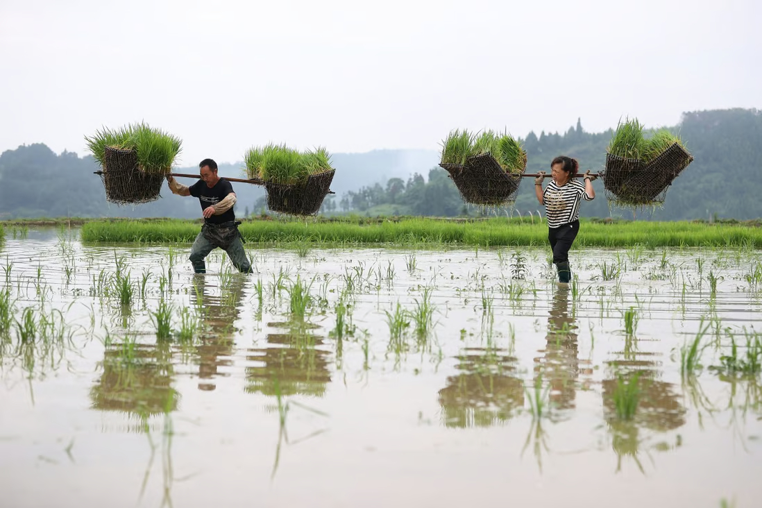 Bộ Nông nghiệp và Các vấn đề Nông thôn Trung Quốc cho biết việc trồng lúa trên đất đồi rất đáng để nghiên cứu dù năng suất thấp và chi phí sẽ cao hơn bình thường.