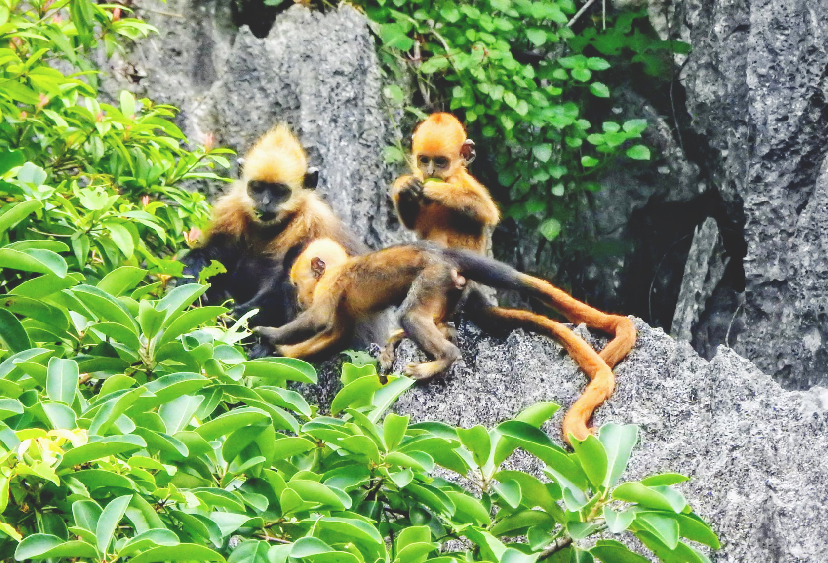 Young Cat Ba langurs have brilliant orange-yellow fur. Photo: Huy Cam.