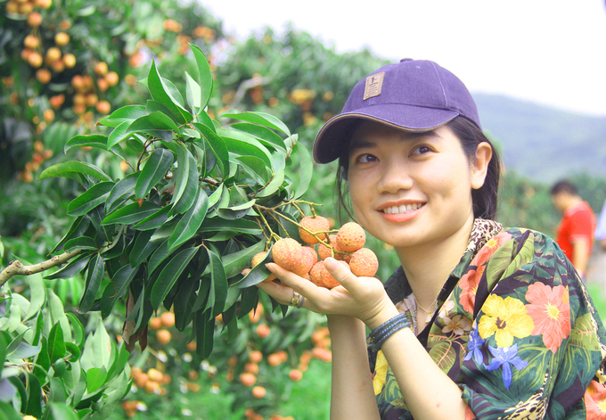 Visitors enjoy the experience in the middle of a ripe lychee garden. Photo: Nguyen Huong.