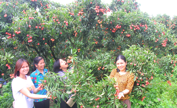 With only VND 100,000, visitors can enjoy the lychee experience and visit the lychee garden. Photo: Nguyen Huong.