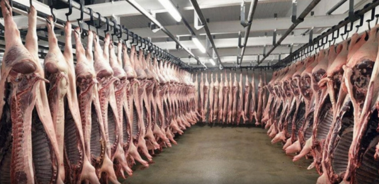 Thịt lợn Đức đã được xuất khẩu lại Hàn Quốc.