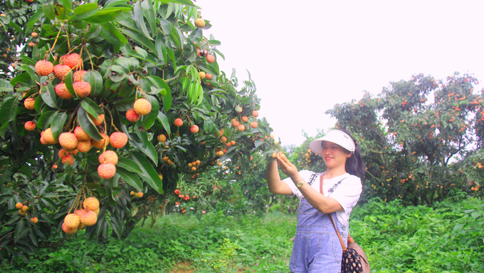 This experience will help Luc Ngan invest methodically to exploit the potential of lychee garden tourism in the coming years. Photo: Nguyen Huong.