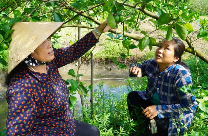 Chanh không hạt là một trong những sản phẩm cây ăn trái chủ lực của xã Trường Long, tạo thu nhập ổn định cho người dân. Ảnh: Kim Anh.