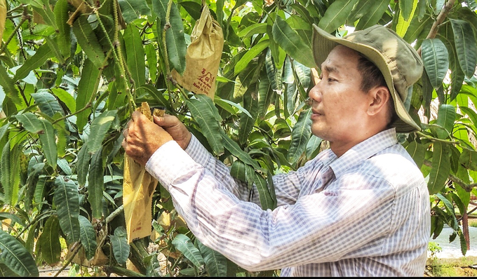 Ông Phan Thanh Tòng, Phó Giám đốc HTX nông nghiệp An Phát, xã An Thạnh 1 thực hiện chuyển đổi toàn bộ quy trình canh tác của vườn xoài bằng trang thiết bị công nghệ tiên tiến. Ảnh: Kim Anh.