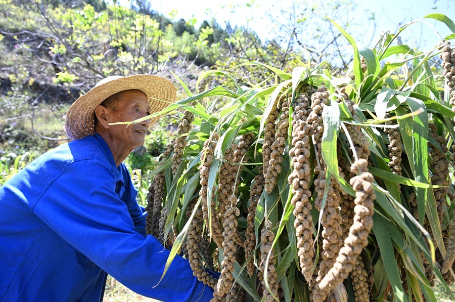 Việc giải mã thành công bộ gen cây kê vàng mở ra nhiều kỳ vọng trong đảm bảo an ninh lương thực thế giới