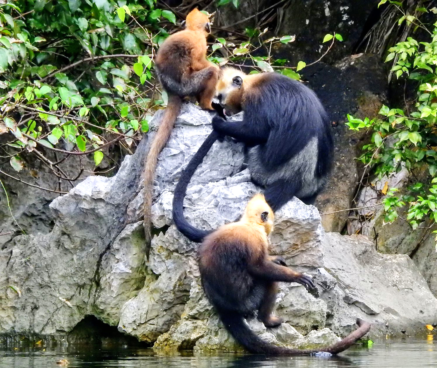 Cat Ba langur is one of four primate species endemic to Vietnam. Photo: Huy Cam.