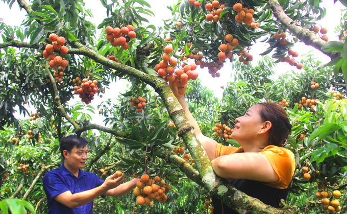 Luc Ngan will gradually equip a way to make tourism for lychee gardeners. Photo: Nguyen Huong.