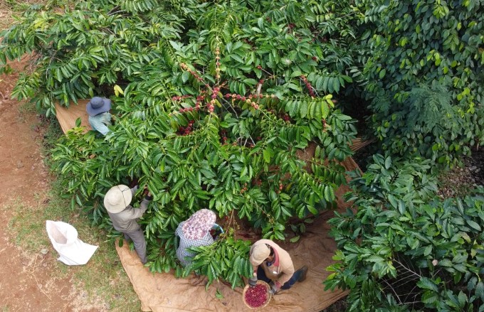 The areas of replanted coffee, combined with the application of organic, ecological, and sustainable production processes, are bringing remarkable results. Photo: Minh Quy.