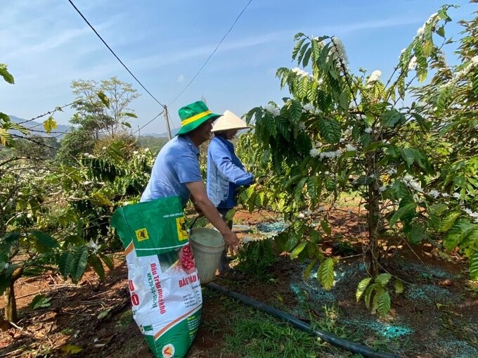 The abuse of chemical fertilizers in coffee production in the Central Highlands is causing the production of this commodity to lack sustainability. Photo: MQ.
