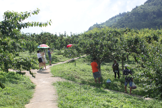 Nhờ thu hút đông đảo khách du lịch nên lê được bán tại vườn với giá cao. Ảnh: Xuân Cường.