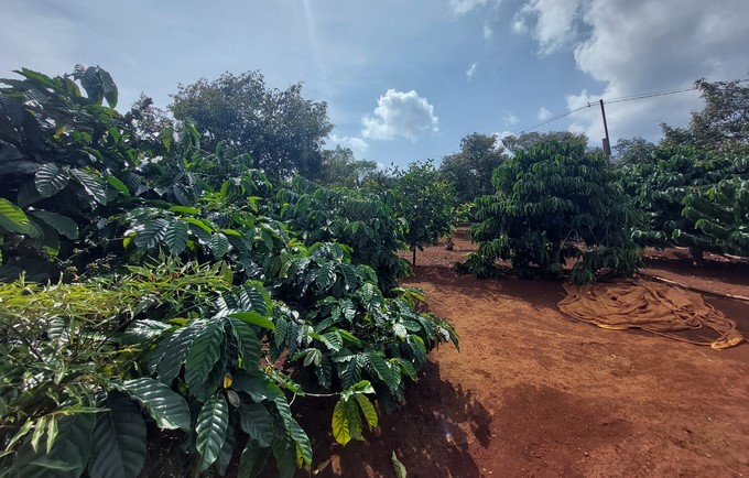Vietnam needs to focus on replanting old and stunted coffee gardens instead of expanding the area in the near future. Photo: Minh Quy.