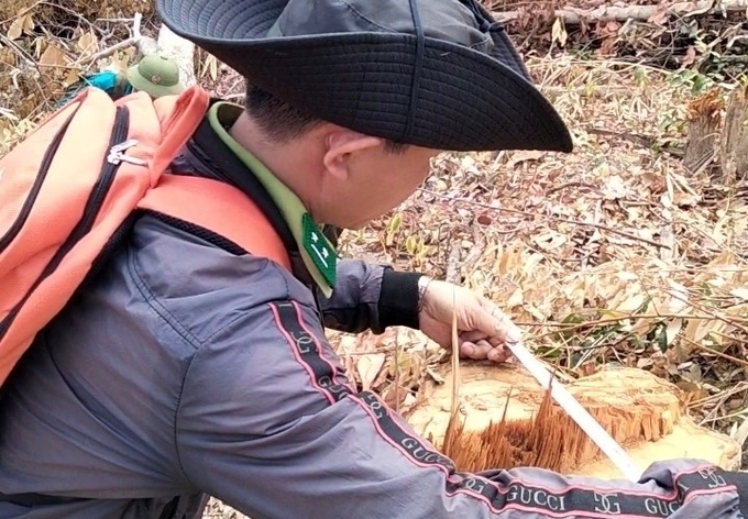 Cơ quan chức năng đo đếm hiện trường một vụ phá rừng ở Bình Thuận. Ảnh: Kim Sơ.