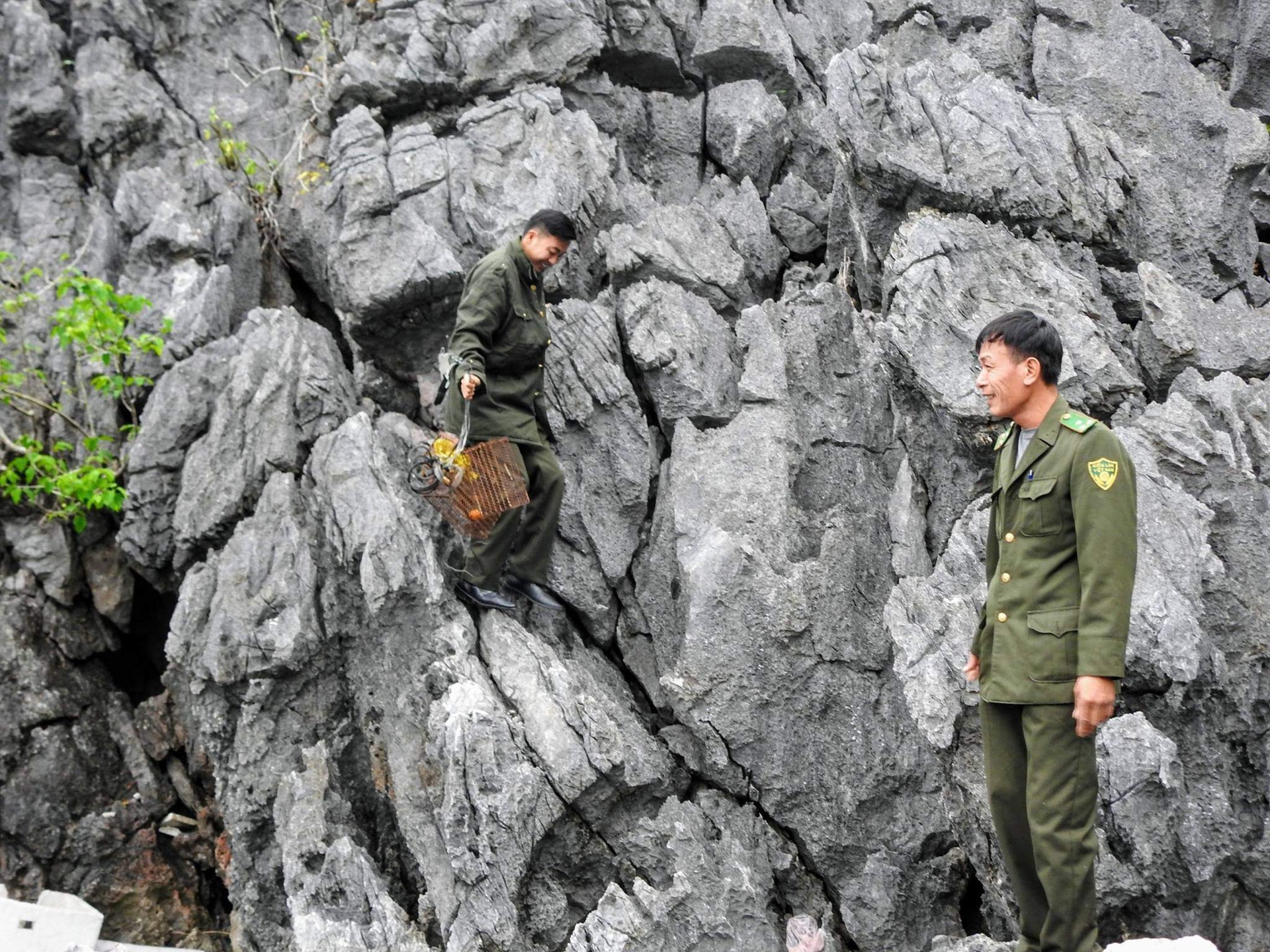 The hunting of wild animals is strictly controlled by forest rangers in Cat Ba National Park. Photo: Huy Cam.