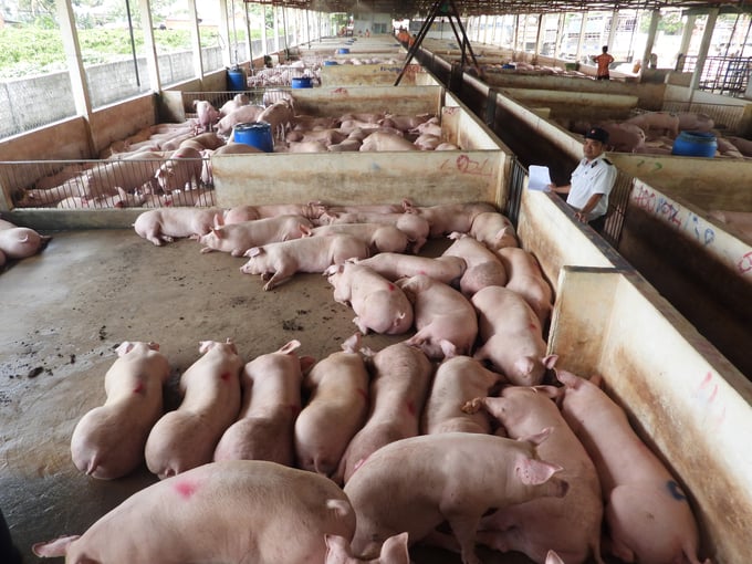 Pigs continue to be monitored at the station.  Photo: Tran Trung.