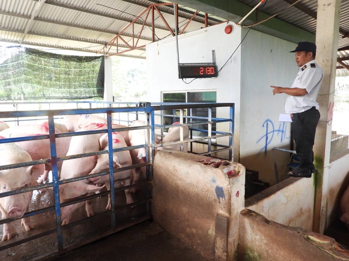 Quarantine monitors pigs at the weigh station before they are brought into the station.  Photo: Tran Trung.