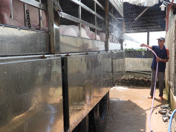 Pigs are washed before entering the station.  Photo: Tran Trung.
