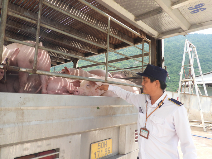 The pigs are checked before leaving the station.  Photo: Tran Trung.