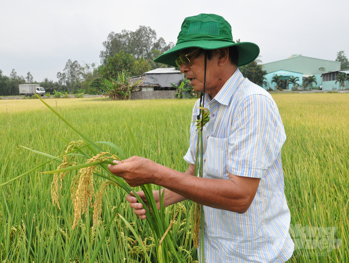 Kỹ sư Hồ Quang Cua hiện vẫn miệt mài nghiên cứu lúa giống trên đồng. Ảnh: Hữu Đức.