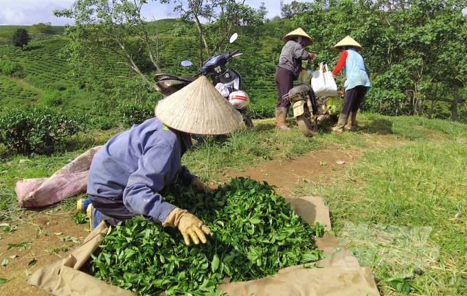 The agricultural sector of Lam Dong province encourages businesses to build their raw material areas to improve productivity and quality. Photo: Minh Hau.