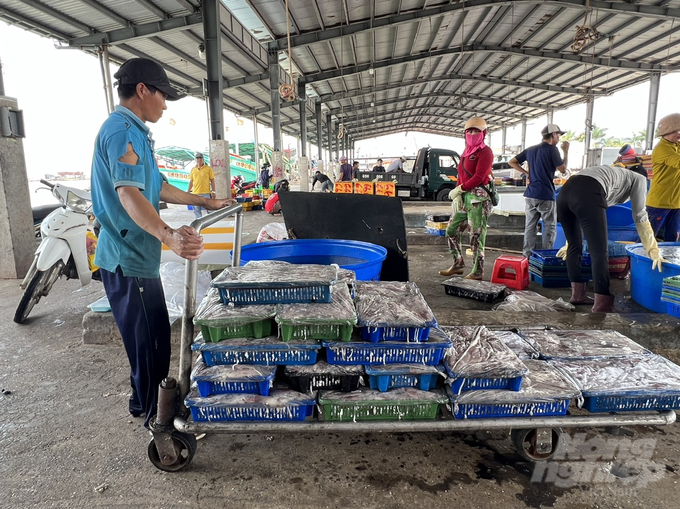 Fishing activities in Ca Mau province yield 230,000 tons of products every year. Photo: Trong Linh.