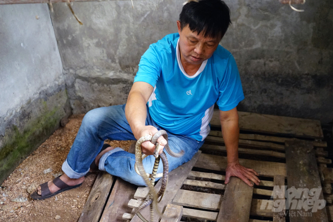 Từ nghề nuôi rắn không nọc độc, mỗi năm gia đình ông Diên lãi 200-300 triệu đồng. Ảnh: Võ Dũng.