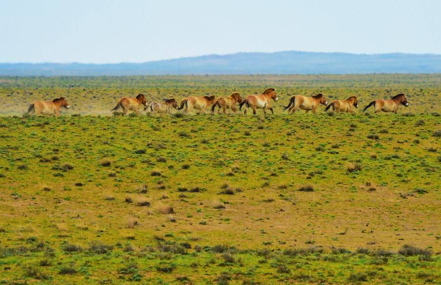 Những con ngựa Przewalski tại Khu bảo tồn thiên nhiên ở Khu tự trị Tân Cương phía Tây Bắc Trung Quốc