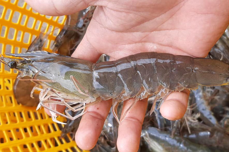 Large-sized whiteleg shrimp at a farm in Can Duoc, Long An. Photo: Son Trang.