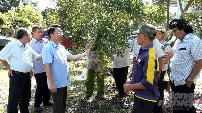 Vườn nhãn của gia đình anh Kiên áp dụng quy trình VietGAP, theo hướng hữu cơ do Viện Khoa học kỹ thuật Nông nghiệp miền Nam (IAS) hỗ trợ kĩ thuật giúp đạt năng suất, chất lượng cao. Ảnh: Lê Bình.