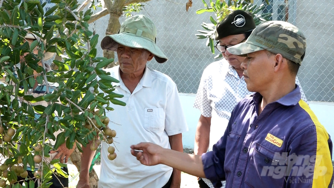 Hiện các nhà vườn ở Long Mỹ đang tập trung hái nhãn cung ứng ra thị trường trong nước và đóng hàng xuất khẩu. Ảnh: Minh Sáng.