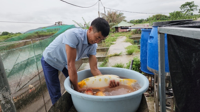 Anh Vũ Văn Tăng hiện đang là người nuôi cá Koi lớn ở TP Hải Phòng. Ảnh: Võ Việt.