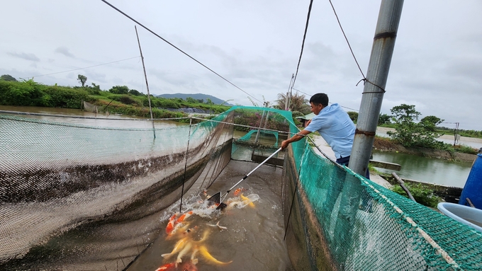 Kỹ thuật nuôi cá chép hiệu quả