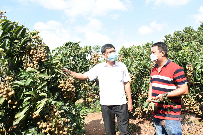 When participating in the cooperative group, farmers get access to many new technologies that have positive effects in farming, thus changing their production mindset. Photo: Minh Sang.