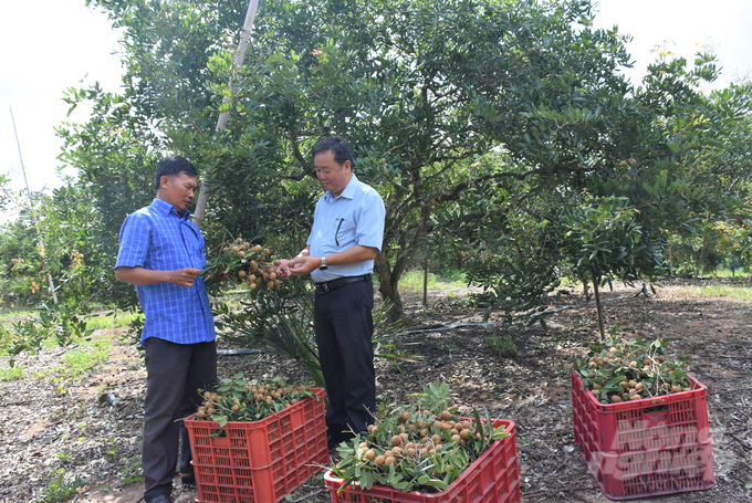 Edor longan receiving the  VietGAP certification will create many opportunities for export. Photo: Minh Sang.