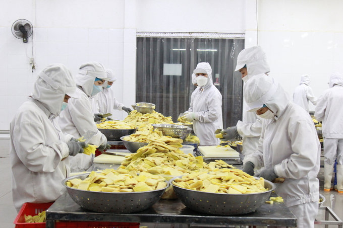 Sau đào tạo nghề người lao động làm việc tại Nhà máy chế biến măng Bát Độ xuất khẩu của công ty Yamazaky (huyện Trấn Yên). Ảnh: Thanh Tiến.
