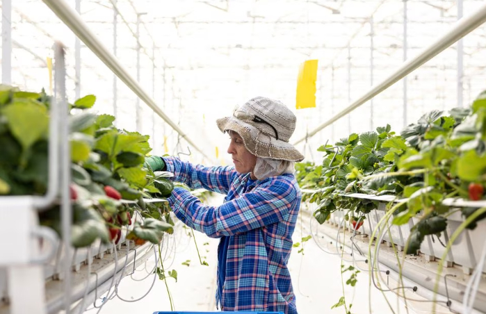 A worker gathers produce at AppHarvest's farm in Somerset, Kentucky, U.S. Photo: Chris Radcliffe/Handout via Reuters