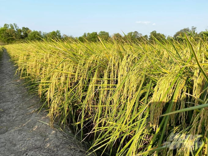 The ST25 rice variety has promoted the image of Vietnamese rice globally. Photo: Minh Dam.