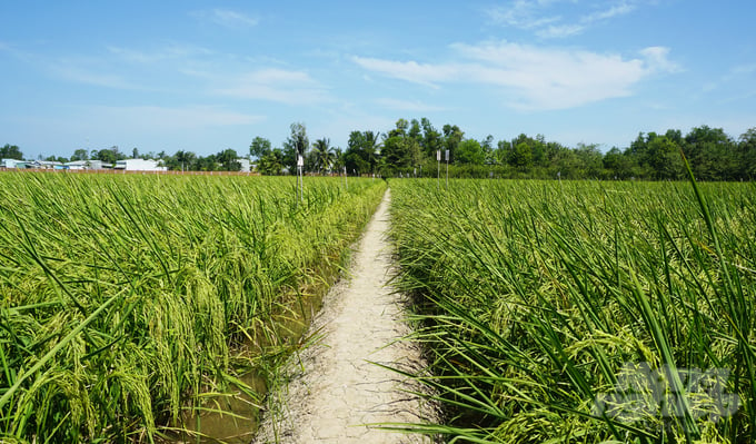 The field where engineer Ho Quang Cua experimented on ST rice varieties. Photo: Huu Duc.
