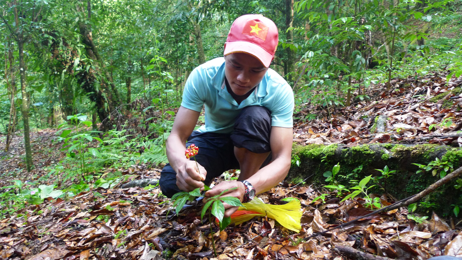 Cây sâm Ngọc Linh là loại cây có giá trị kinh tế cao được trồng nhiều ở huyện Nam Trà My. Ảnh: L.K.