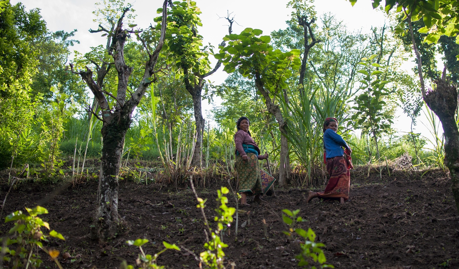 Several projects focus on returning degraded landscapes to functioning ecosystems. Photo: FAO