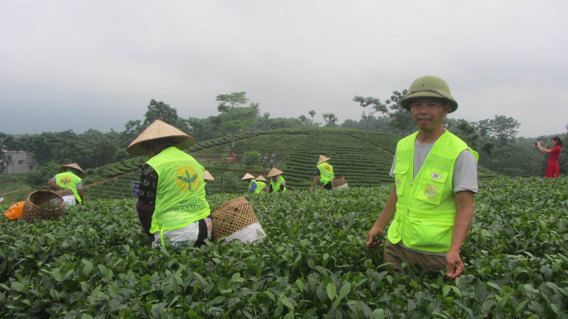 Ông Đỗ Văn Thao cùng các hộ trong HTX thu hoạch chè mô hình. Ảnh: Hải Tiến.