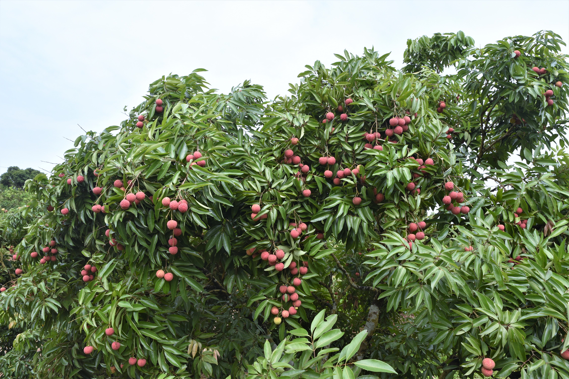 Organic lychee farm in Quy Son commune, Luc Ngan district, Bac Giang province. Photo:  Pham Hieu.