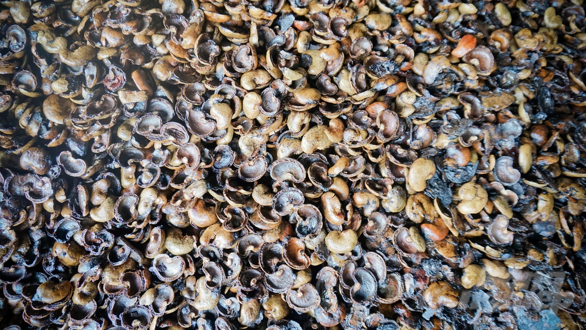 In addition to processing into cashew oil, the shell can also be used to make fuel, and chipboard. Photo: Le Binh.