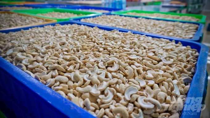 Enterprises in Binh Phuoc cashew industry are facing many difficulties. Photo: Le Binh.
