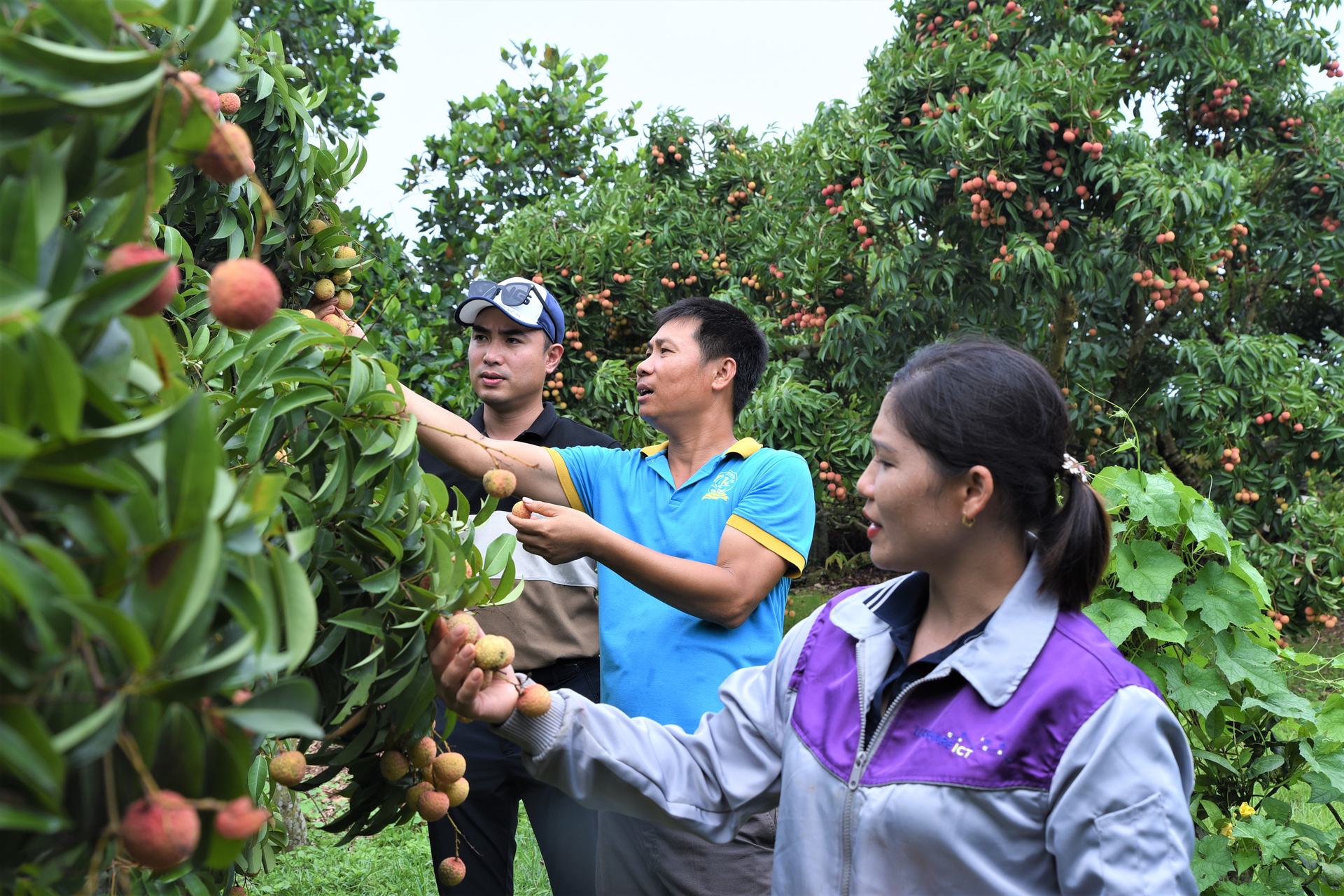 Businesses and people visiting organic lychee farms to make preparations for purchasing and exporting. Photo: Pham Hieu.