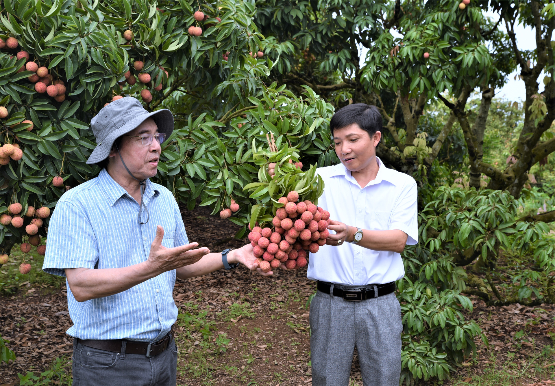 Mr. Dang Van Tang (right), Director of the Bac Giang province's Sub-Department of Crop Production and Plant Protection, will continue to develop the organic lychee production model. Photo: Pham Hieu.
