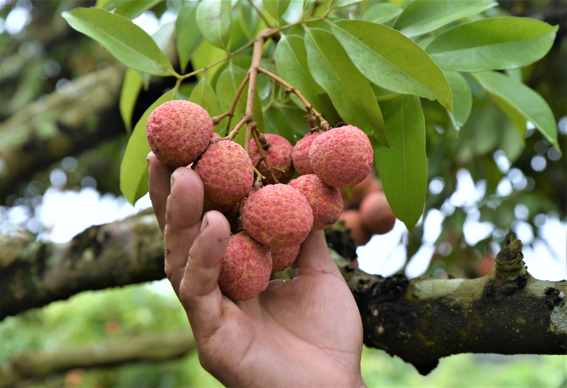 The absence of pesticide residues and the size of the lychee fruit are the two most critical technical requirements for export to the Japanese market. Photo: Pham Hieu.